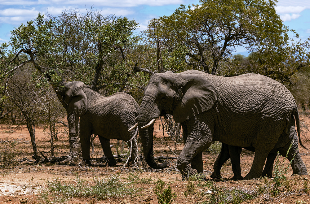 AFRIQUE DU SUD