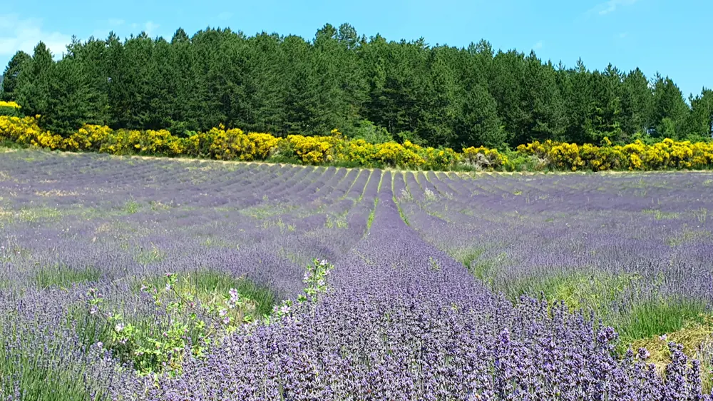 Aurtel - Champ de Lavande
