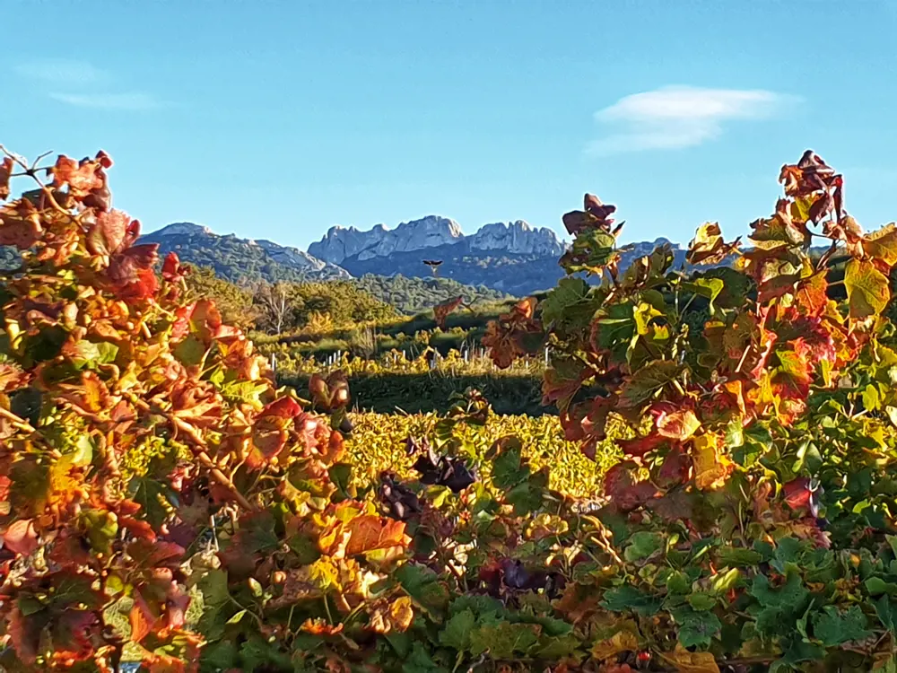 Dentelles de Montmirail