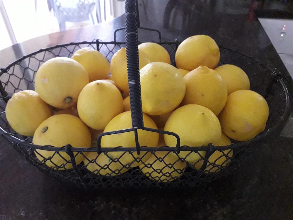 Citrons du jardin fraîchement cueillis