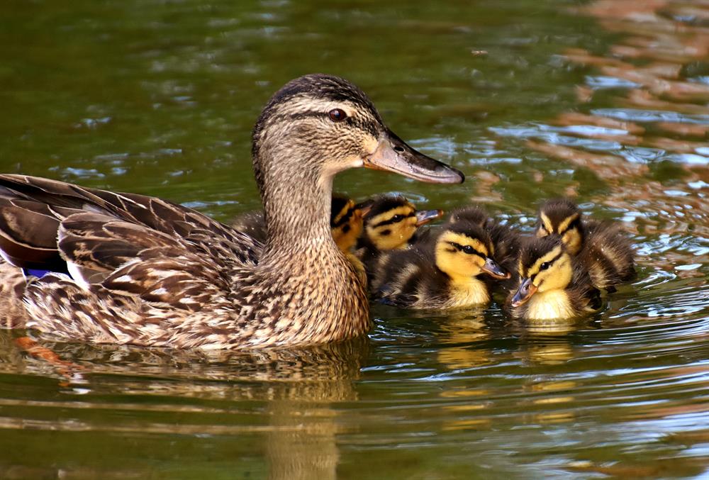 Famille canard dans le parc